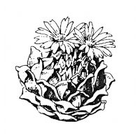 Standort, Vermehrung, Kultur von Blossfeldia, Strombocactus und Aztekium 